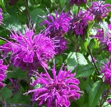 monarde