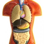 911907_anatomy