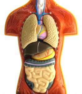 911907_anatomy