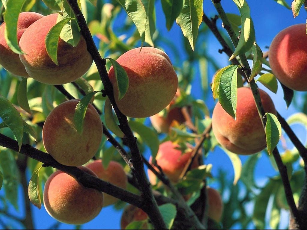 peches