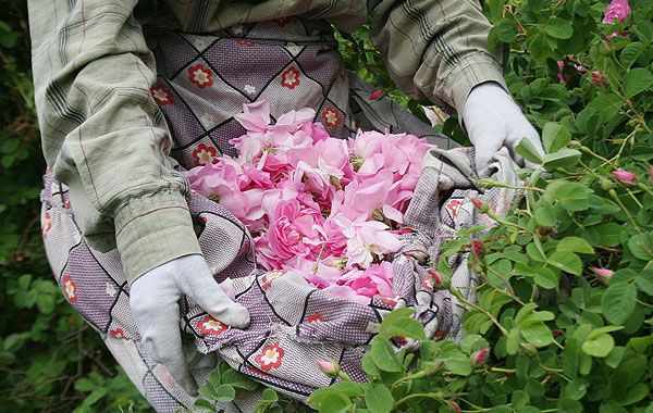 rose
