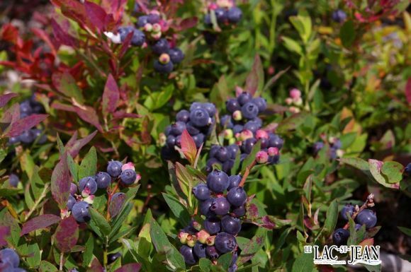 bleuets_2