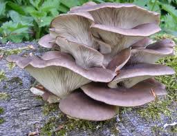 champignons