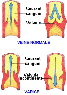 anatomie_veines