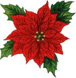 poinsetia (2)