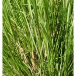 cymbopogon_martini-500x500