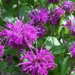 monarde